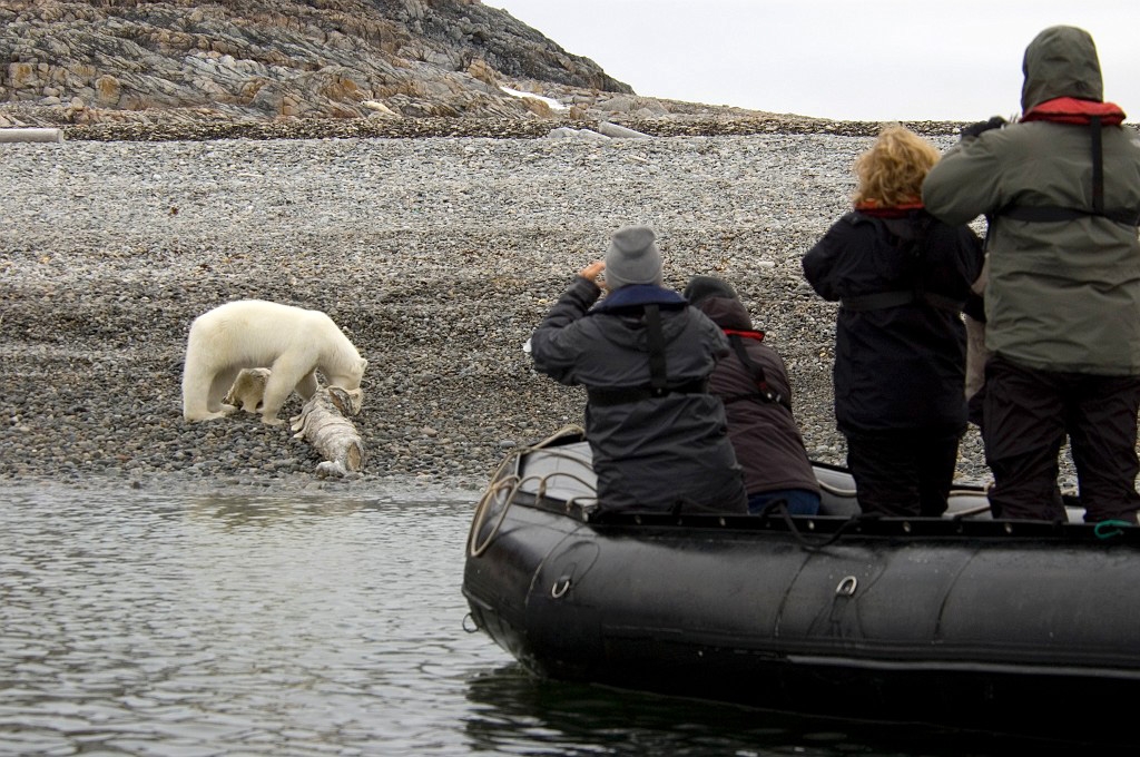 2507 Polar Bear03.jpg - Polar Bear (Thalarctos maritimus) Isbjørn, Spitsbergen Norway July 2008